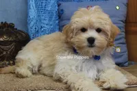 Connor, a male Maltipoo for sale in West Plains, MO – 7 of 9