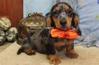 Joshua, a male Miniature Dachshund for sale in West Plains, MO – 4 of 10