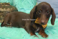 Manny, a male Miniature Dachshund for sale in West Plains, MO – 8 of 10