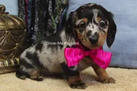 Naomi, a female Miniature Dachshund for sale in West Plains, MO – 5 of 8
