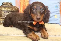 Franky, a male Miniature Dachshund for sale in West Plains, MO – 4 of 8