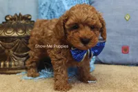 Karter, a male Poodle - Toy  for sale in West Plains, MO – 2 of 9
