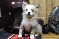 Teddy, a male Miniature Australian Shepherd and Toy Australian Shepherd for sale in West Plains, MO – 7 of 10