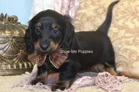 Nevea, a female Miniature Dachshund for sale in West Plains, MO – 5 of 10