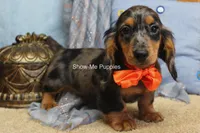 Joshua, a male Miniature Dachshund for sale in West Plains, MO – 8 of 10