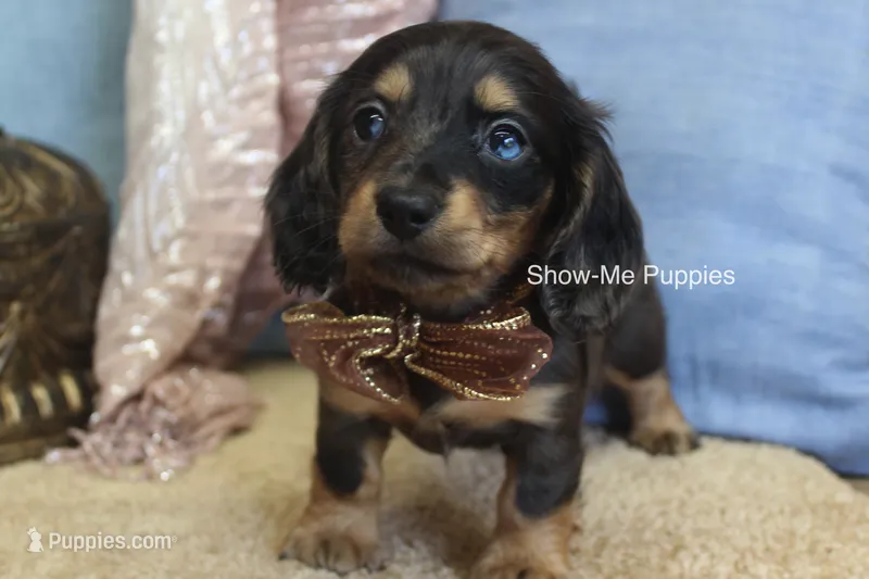 Josie – Miniature Dachshund puppy for sale in West Plains, MO