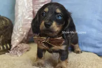 Josie, a female Miniature Dachshund for sale in West Plains, MO – 1 of 10