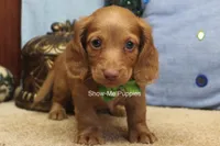 Isaac, a male Miniature Dachshund for sale in West Plains, MO – 9 of 10