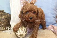 Keira, a female Poodle - Toy  for sale in West Plains, MO – 7 of 9