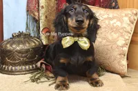 Luther, a male Miniature Dachshund for sale in West Plains, MO – 7 of 10