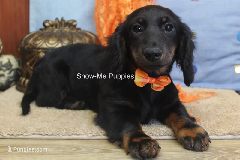 Lucas – Miniature Dachshund puppy for sale in West Plains, MO