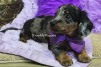 Natasha, a female Miniature Dachshund for sale in West Plains, MO – 9 of 10