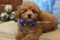 Karter, a male Poodle - Toy  for sale in West Plains, MO – 4 of 10