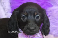 Nova, a female Miniature Dachshund for sale in West Plains, MO – 3 of 8