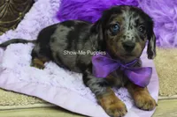 Natasha, a female Miniature Dachshund for sale in West Plains, MO – 7 of 10