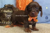 Metro, a male Miniature Dachshund for sale in West Plains, MO – 4 of 10