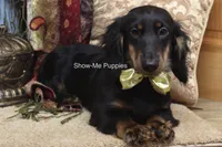 Luther, a male Miniature Dachshund for sale in West Plains, MO – 3 of 10