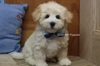 Troy, a male Maltipoo for sale in West Plains, MO – Photo 1 of 10