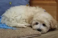 Troy, a male Maltipoo for sale in West Plains, MO – Photo 5 of 10