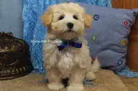 Troy, a male Maltipoo for sale in West Plains, MO – Photo 4 of 10