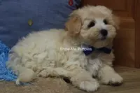 Troy, a male Maltipoo for sale in West Plains, MO – Photo 3 of 10