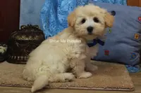 Troy, a male Maltipoo for sale in West Plains, MO – Photo 6 of 10