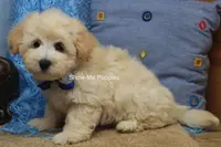 Troy, a male Maltipoo for sale in West Plains, MO – Photo 9 of 10