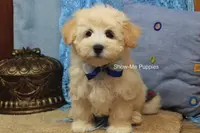 Troy, a male Maltipoo for sale in West Plains, MO – Photo 10 of 10