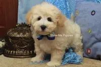 Troy, a male Maltipoo for sale in West Plains, MO – Photo 2 of 10