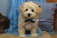 Troy, a male Maltipoo for sale in West Plains, MO – Photo 8 of 10