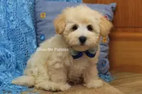 Troy, a male Maltipoo for sale in West Plains, MO – Photo 7 of 10