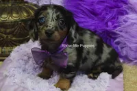 Natasha, a female Miniature Dachshund for sale in West Plains, MO – 10 of 10