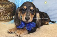 Joseph, a male Miniature Dachshund for sale in West Plains, MO – 1 of 8