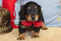 Leroy, a male Miniature Dachshund for sale in West Plains, MO – 7 of 10