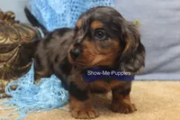 Ivan, a male Miniature Dachshund for sale in West Plains, MO – 10 of 10