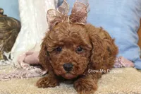 Keira, a female Poodle - Toy  for sale in West Plains, MO – 8 of 9