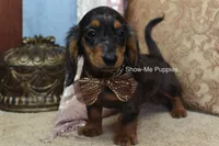 Jolene, a female Miniature Dachshund for sale in West Plains, MO – 8 of 10