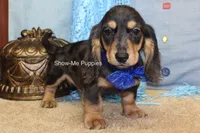 Joseph, a male Miniature Dachshund for sale in West Plains, MO – 8 of 8
