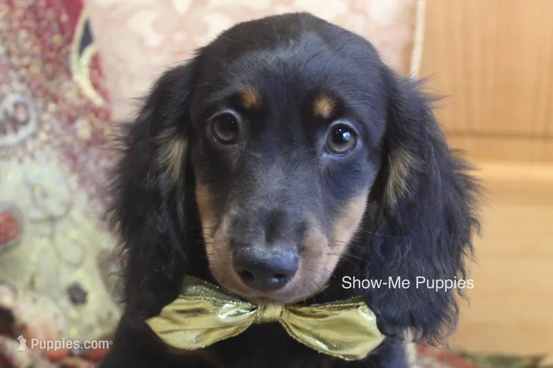 Luther – Miniature Dachshund puppy for sale in West Plains, MO