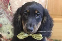 Luther, a male Miniature Dachshund for sale in West Plains, MO – 1 of 9
