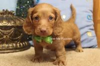 Isaac, a male Miniature Dachshund for sale in West Plains, MO – 5 of 10