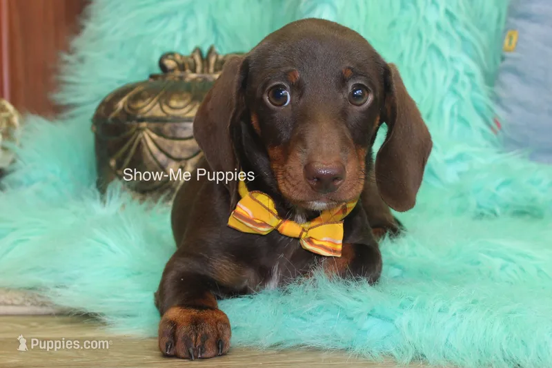 Manny – Miniature Dachshund puppy for sale in West Plains, MO
