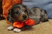 Levi, a male Miniature Dachshund for sale in West Plains, MO – 3 of 10