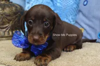Manny, a male Miniature Dachshund for sale in West Plains, MO – 3 of 6