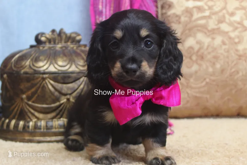 Izzie – Miniature Dachshund puppy for sale in West Plains, MO