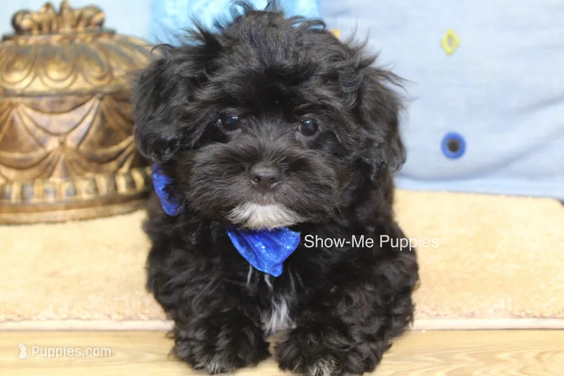 Eddie – Maltipoo puppy for sale in West Plains, MO