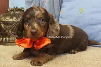 Mikey, a male Miniature Dachshund for sale in West Plains, MO – 6 of 10