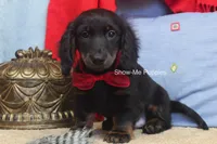 Lucas, a male Miniature Dachshund for sale in West Plains, MO – 4 of 8