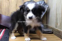 Trish, a female Miniature Australian Shepherd and Toy Australian Shepherd for sale in West Plains, MO – 5 of 10