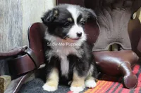 Tina, a female Miniature Australian Shepherd and Toy Australian Shepherd for sale in West Plains, MO – 6 of 10